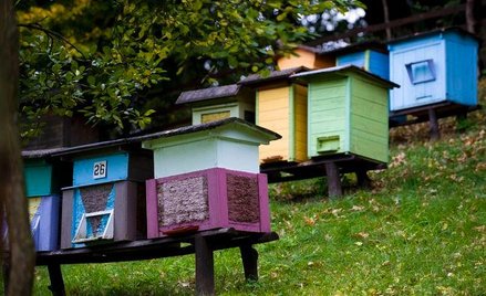 Los pszczół zależy w Polsce w dużej mierze od samorządów, które rozmaicie regulują obecność uli w mi