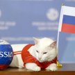 Rosja: Tym razem nie ośmiornica. Wyniki typuje głuchy kot