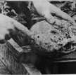 Muzeum Katyńskie. Reprodukcje fotografii dokumentujących przeprowadzoną wiosną 1943 roku ekshumację 