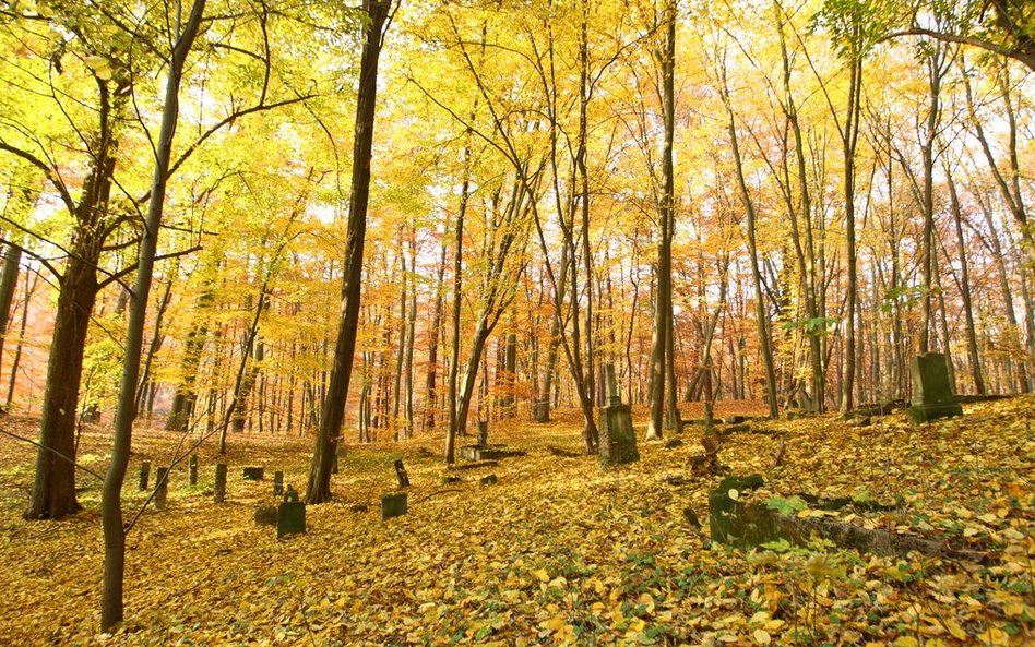 Jesień na Ziemi Lubuskiej jest niezwykle kolorowa.