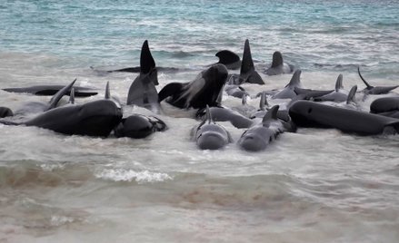 Ponad 50 wielorybów padło kilka godzin po wypłynięciu na plażę w Australii Zachodniej. Władze staraj