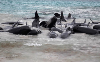 Ponad 50 wielorybów padło kilka godzin po wypłynięciu na plażę w Australii Zachodniej. Władze staraj