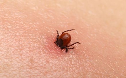 Rekordowa liczba zachorowań. W 2016 r. odnotowano prawie 56 proc. więcej zachorowań na boreliozę niż