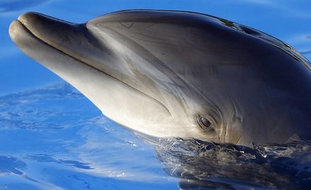 Epidemia wśród delfinów? Ssaki giną masowo