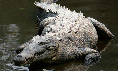 Amerykański krokodyl, jak wszystkie krokodylowate, jest spokrewniony z dinozaurami