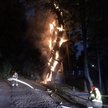 600-letni dąb Mieszko może runąć