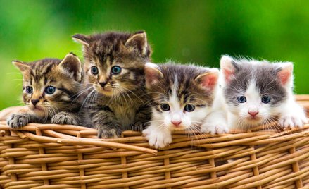 Kobieta chciała utopić kocięta - inna wskoczyła do wody, by je uratować