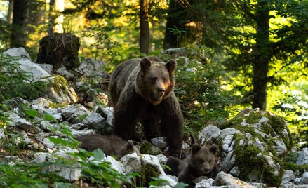 W Tatrach zamknięto szlak. Powodem rodzina niedźwiedzi