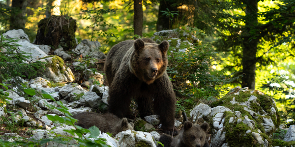 W Tatrach zamknięto szlak. Powodem rodzina niedźwiedzi
