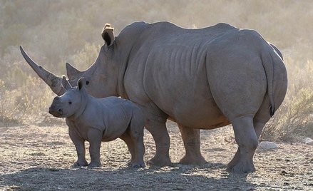 Nosorożce w Parku Narodowym Krugera
