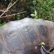 Wymarłe żółwie na Galapagos jednak żyją