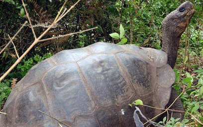Wymarłe żółwie na Galapagos jednak żyją