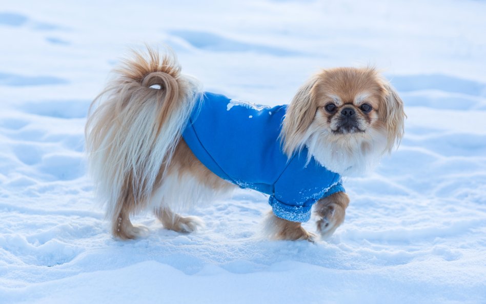 Zespół BOAS u psów. Naukowcy z Cambridge sprawdzili rasy, które dotąd pomijano
