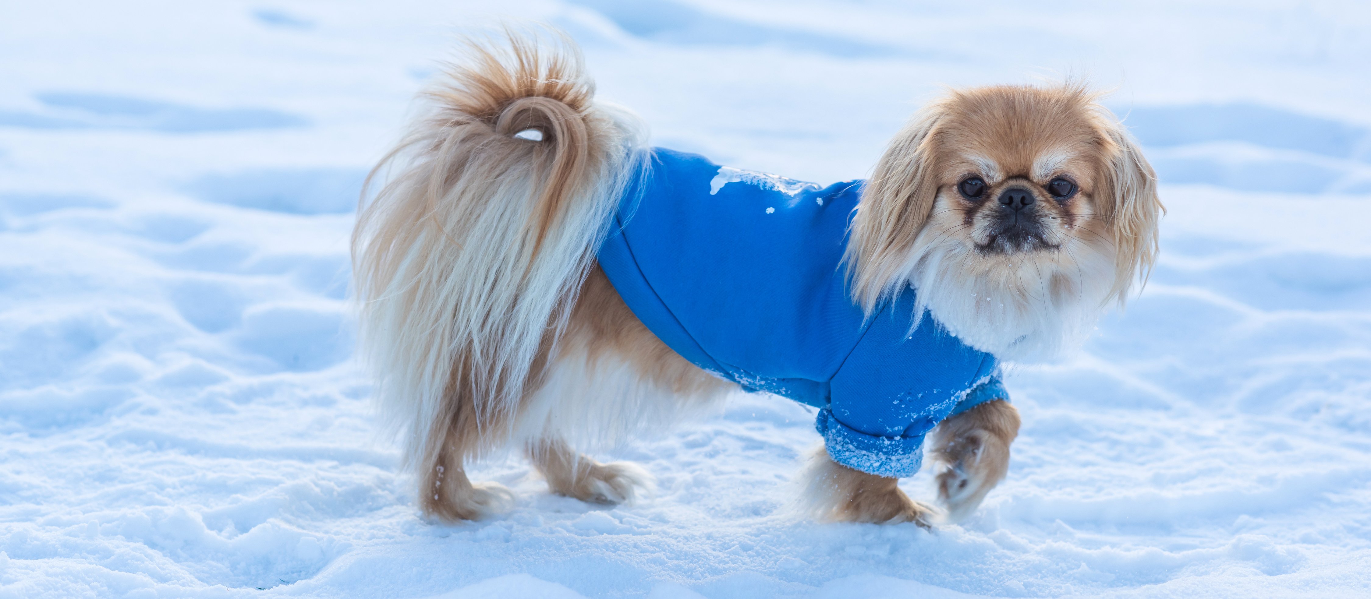 Zespół BOAS u psów. Naukowcy z Cambridge sprawdzili rasy, które dotąd pomijano