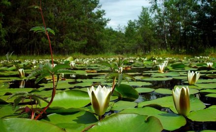 Piękno przyrody regionu może zaskoczyć niejednego gościa z innych regionów Polski