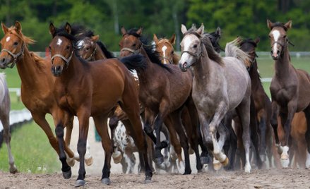 Konie sprzedawane tylko na papierze. Nie tylko Pride of Poland
