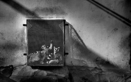 Lemury w Zoo Whenzou w Zhejiang w Chinach. Zwierzęta te są gatunkiem zagrożonym i uważa się, że na w