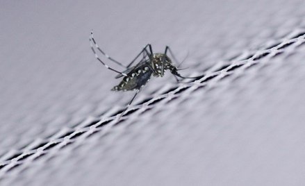 Naukowcy wykorzystają seks komarów walce z wirusem Zika