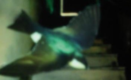 Herta Müller, Nadal ten sam śnieg i nadal ten sam wujek, Wydawnictwo Czarne, 2014