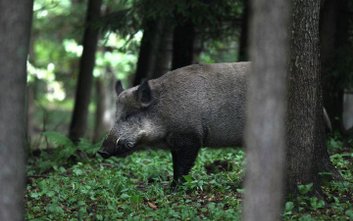 Nie ma natomiast możliwości relokacji odłowionych żywych dzików