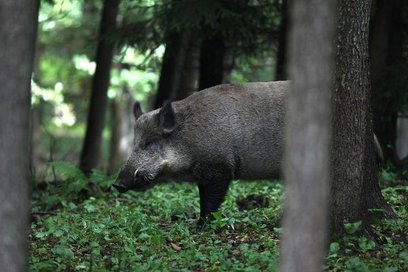 Nie ma natomiast możliwości relokacji odłowionych żywych dzików