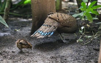 Wieloszpon pawi to niezwykle piękny, ale zarazem wyjątkowo rzadki mieszkaniec ogrodów zoologicznych.
