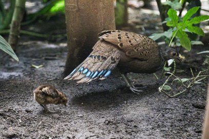 Wieloszpon pawi to niezwykle piękny, ale zarazem wyjątkowo rzadki mieszkaniec ogrodów zoologicznych.