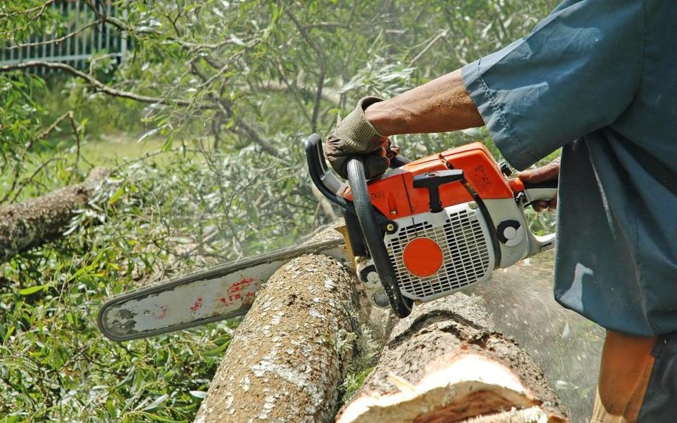 Stawki na 2012 r. za usunięcie drzewa liczone za 1 cm obwodu pnia na wysokości 130 cm wynoszą od 12,