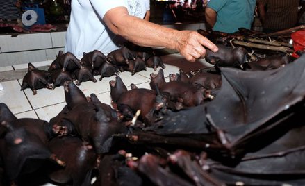 Koronawirus? W Indonezji nadal handluje się nietoperzami
