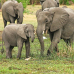 Namibia sprzedaje 170 słoni. Alternatywą odstrzał
