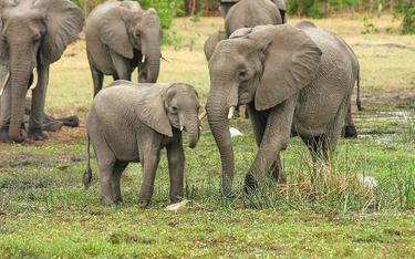 Namibia sprzedaje 170 słoni. Alternatywą odstrzał