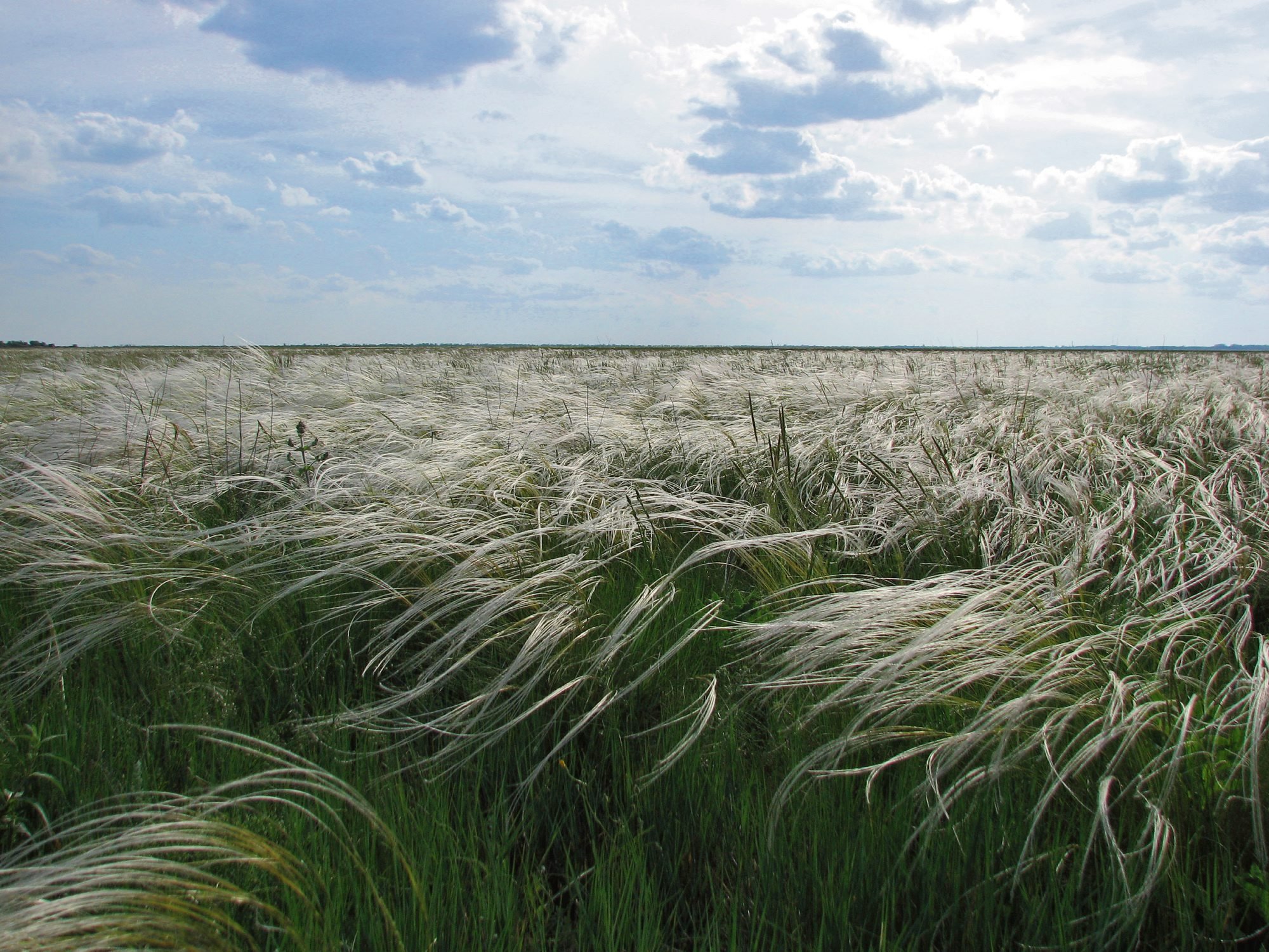 Dyrektor sprzedaje zebrę fance „Madagaskaru”. Tak Rosja rządzi unikalnym rezerwatem
