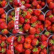 Polskie truskawki wracają do łask premiera