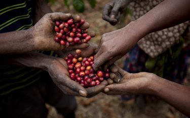 Grzyby i pasożyty pustoszą plantacje kawy na całym świecie