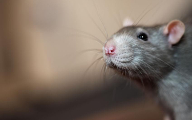 Szczury nie roznosiły dżumy. Badanie wskazuje na ludzi