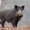 Niemcy: potwierdzono pierwszy przypadek ASF
