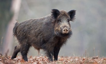 Niemcy: potwierdzono pierwszy przypadek ASF