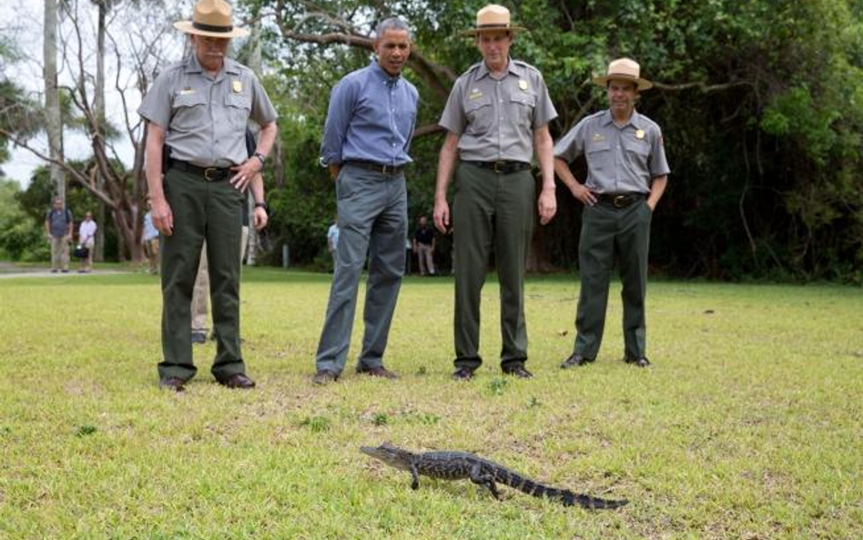 Barack Obama ze strażnikami Parku Narodowego Everglades na Florydzie i z aligatorem. Zdjęcie z 22 kw