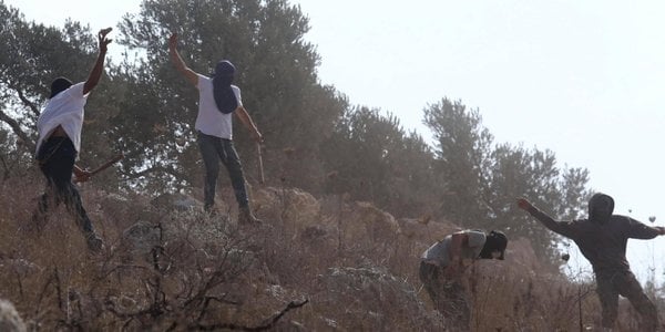 Izraelscy osadnicy zaatakowali palestyńskich zbieraczy oliwek. Wśród rannych dziennikarka Reutera