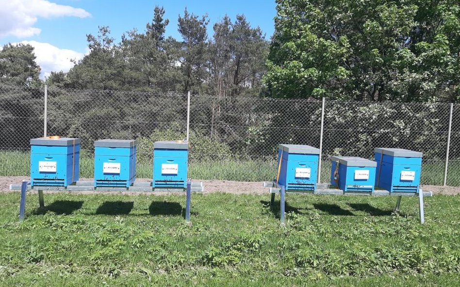 Pszczoły nowymi najemcami w bydgoskim parku