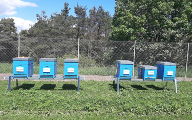 Pszczoły nowymi najemcami w bydgoskim parku