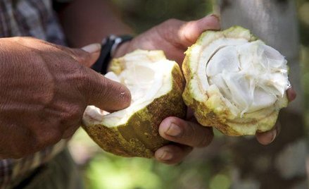 Kakao stało się najdroższe od co najmniej 20 lat. Jego tona na międzynarodowych giełdach kosztuje ju