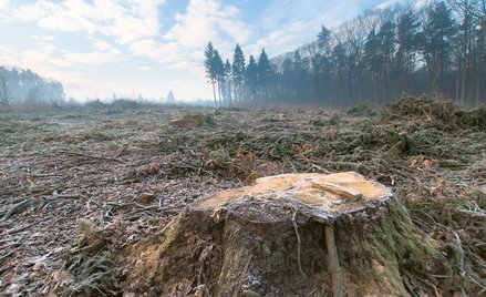 Jak wynika z najnowszych danych, przekroczyliśmy już cztery z dziewięciu granic planetarnych, dotycz