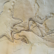 Naukowcy zbadali doskonale zachowaną skamieniałość archeopteryksa / zdjęcie ilustracyjne