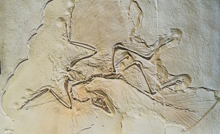 Naukowcy zbadali doskonale zachowaną skamieniałość archeopteryksa / zdjęcie ilustracyjne