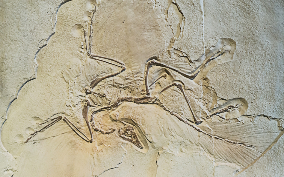 Naukowcy zbadali doskonale zachowaną skamieniałość archeopteryksa / zdjęcie ilustracyjne
