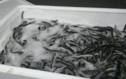 Zarybianie węgorzami Jeziora Mikołajskiego.