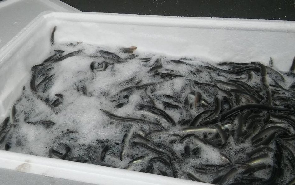 Zarybianie węgorzami Jeziora Mikołajskiego.