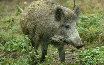 Dziki na naszym osiedlu są codziennością, ale władze nie podejmują skutecznych kroków, by rozwiązać 