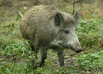 Dziki na naszym osiedlu są codziennością, ale władze nie podejmują skutecznych kroków, by rozwiązać 